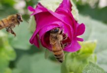 경기도, 올해 양봉산업 발전과 산업여건 개선 위해 3개 사업에 57억 원 투입