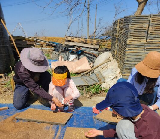 경기도, 학교급식 공급 우수경기미 가격 현실화. 안정적 농가소득 보장